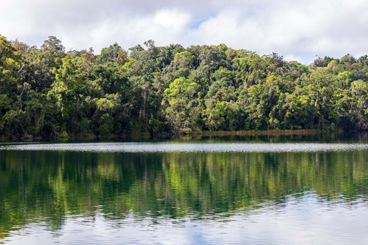 Lush green forest reflected in calm water