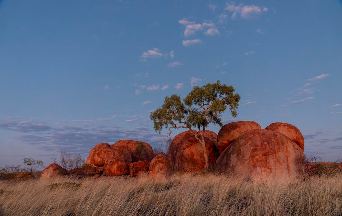 Large granite boulders with a tree at sunrise.