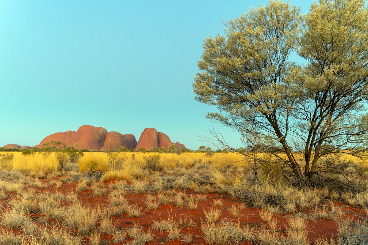 Red desert landscape with uluru rock formation and trees