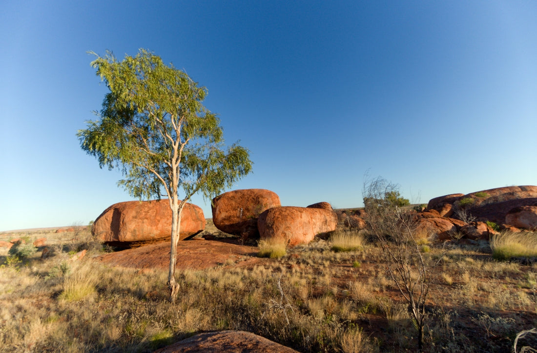 Large rounded boulders in arid landscape with tree.