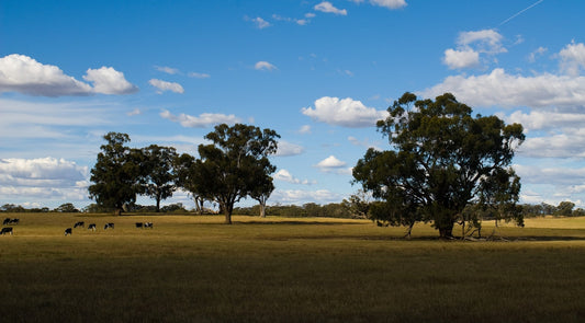 Eucalyptus trees in a grassy field under a cloudy sky
