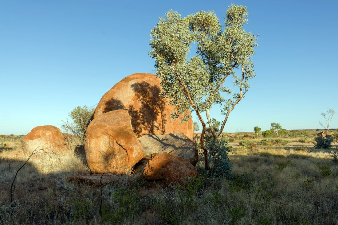 Large boulder and tree in a dry, grassy landscape.