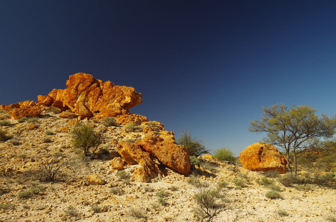 Desert landscape with large orange rocks and sparse trees