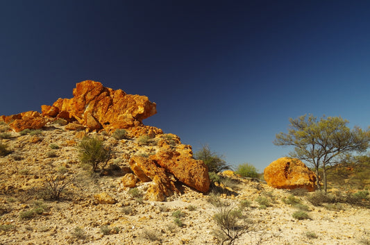 Desert landscape with large orange rocks and sparse trees