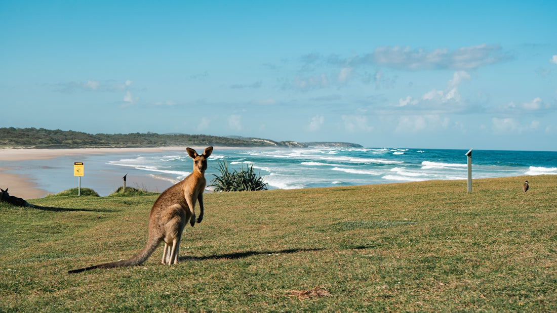 Kangaroo standing on grassy hill overlooking ocean beach