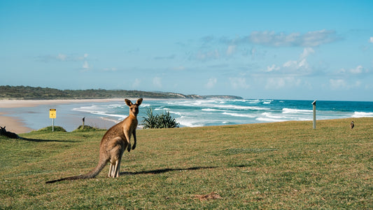 Kangaroo standing on grassy hill overlooking ocean beach