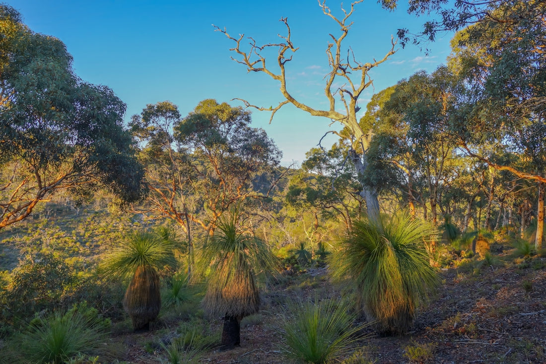 Australian bushland with grass trees under a clear blue sky.