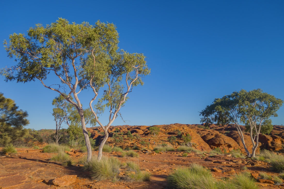 Eucalyptus trees on red desert terrain under clear blue sky.