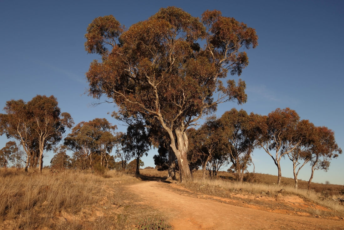 A dirt road winding through dry landscape with eucalyptus trees.